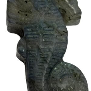 Sea horse 1 1