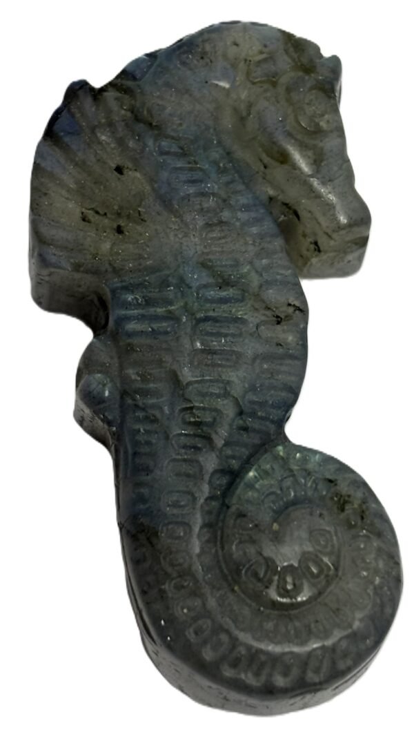 Sea horse 1 1 sians emporium Sea horse 1 1