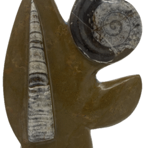 Fossils