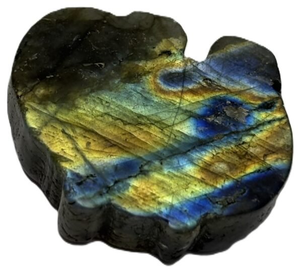 Polished natural labradorite freeform slab with blue and golden schiller sians emporium Natural polished labradorite stone slice showing golden bronze and cobalt blue schiller with dark rough natural edges against a white background