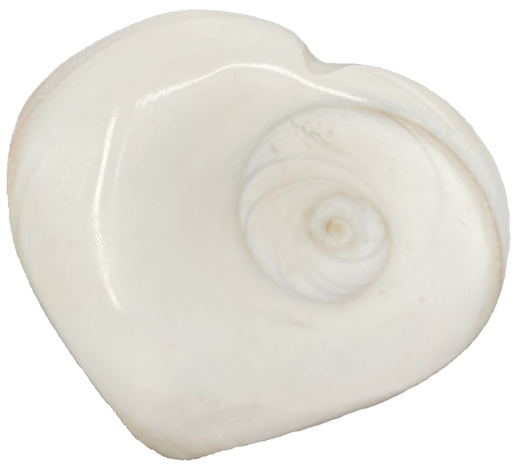 Shiva Shell