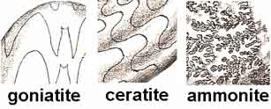 suture lines