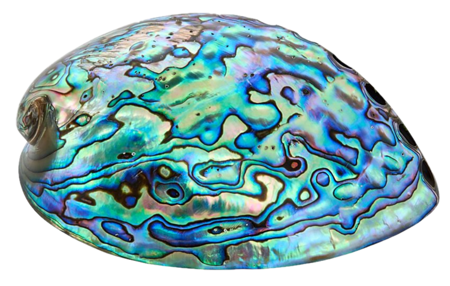 Abalone 