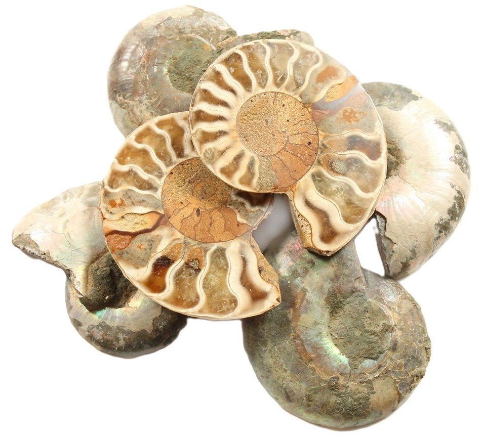 Ammonite