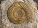 Ammonite