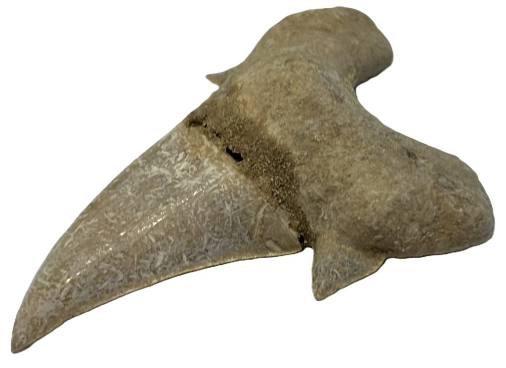 Shark teeth