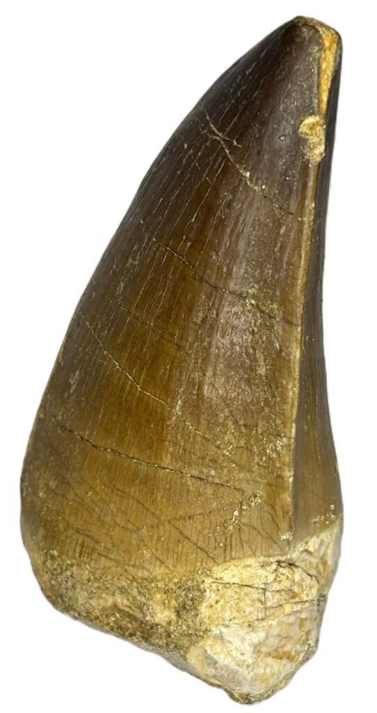 Mosasaur Collection