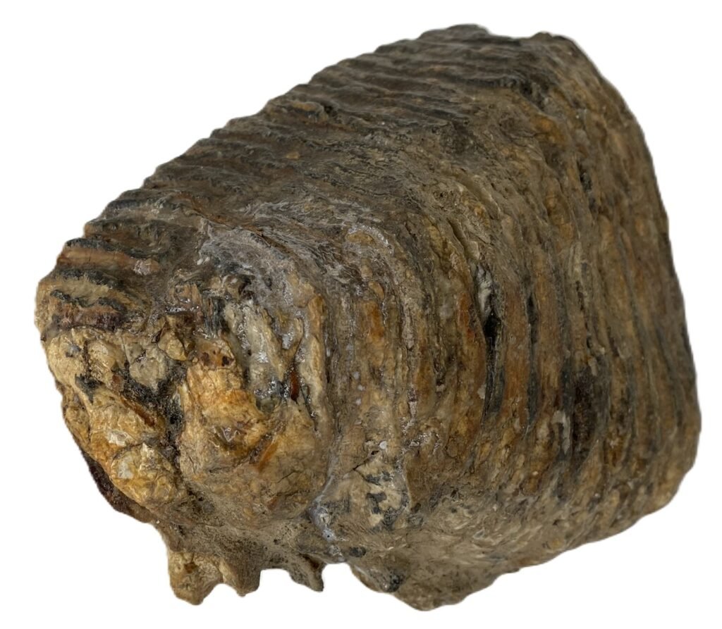 Mammoth