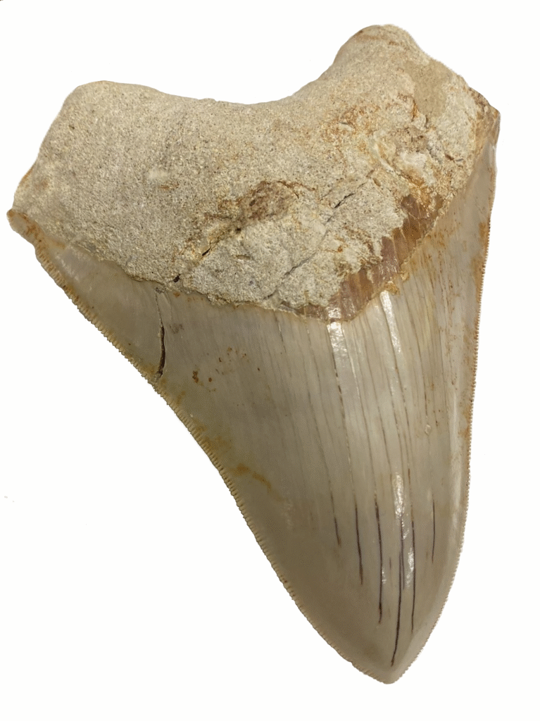 Megalodon 
