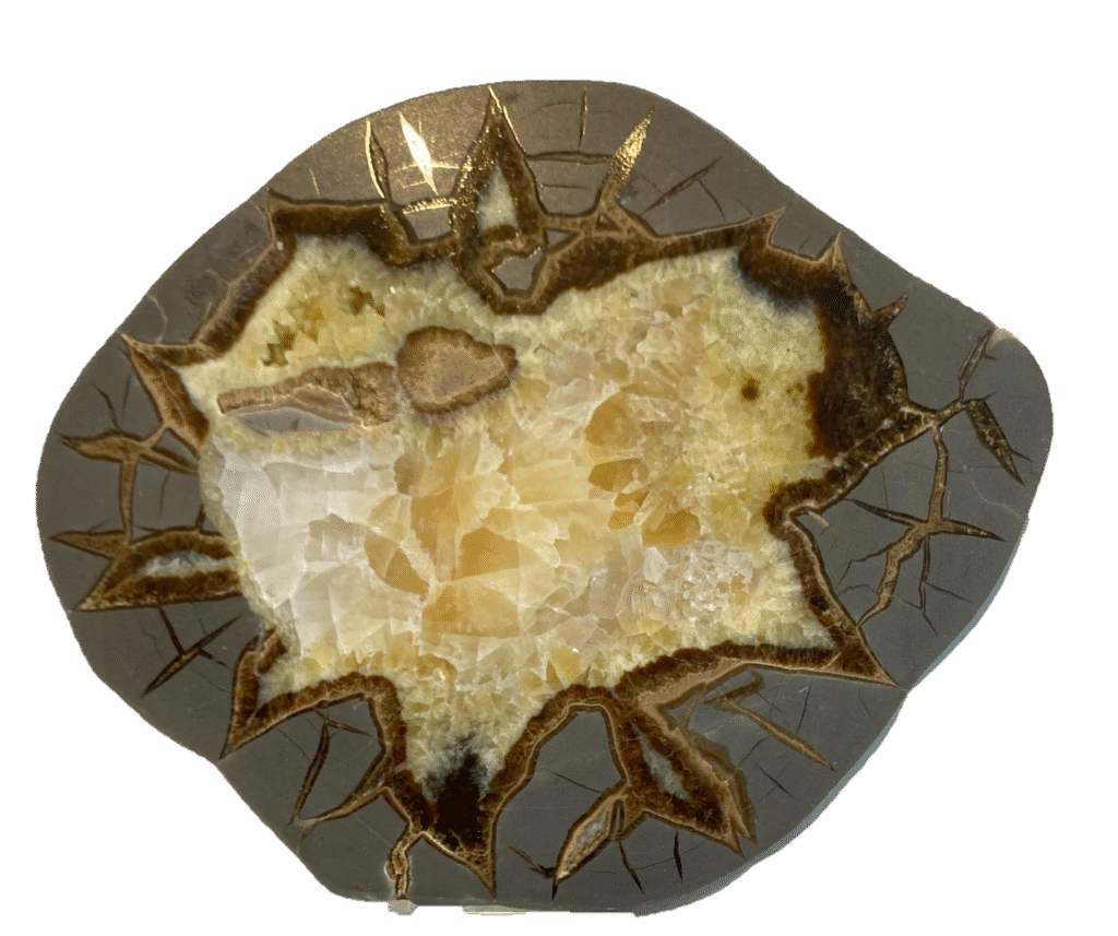 Septarian specien ssa sians emporium Septarian specien ssa