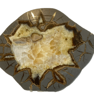 Septarian specien ssa sians emporium Septarian specien ssa