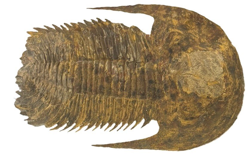Trilobite specimen