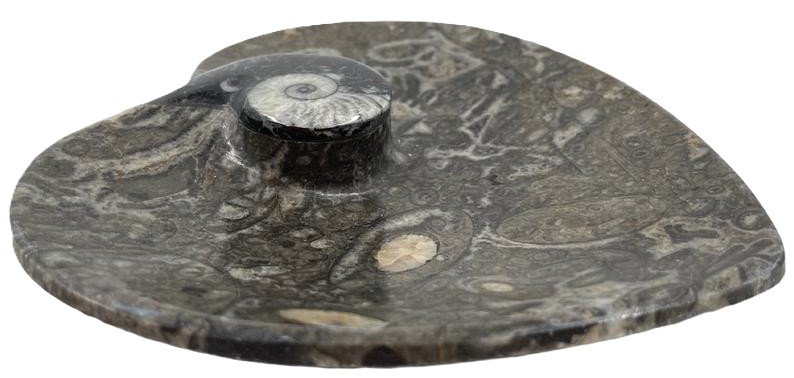 Orthoceras