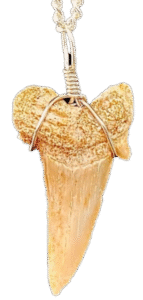 Sharks tooth
