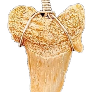 Sharks tooth sians emporium Sharks tooth