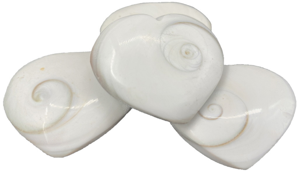 shiva shell 3