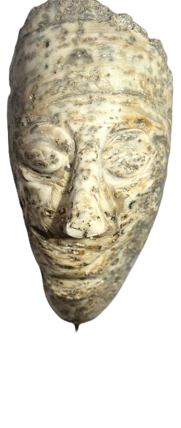Oyster face 1 1 sians emporium Oyster face 1 1