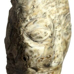 Oyster face 1 2