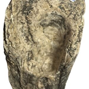 Oyster face 14