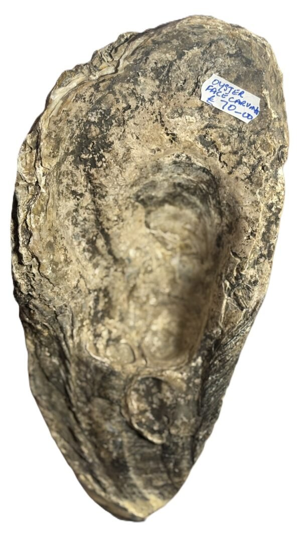 Oyster face 14 sians emporium Oyster face 14