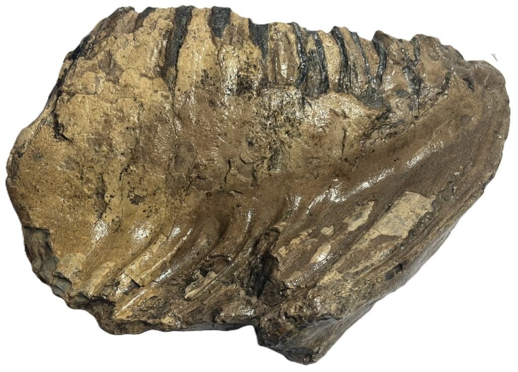 adult mammoth tooth 2