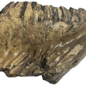 Adult mammoth tooth 2 sians emporium Adult mammoth tooth 2