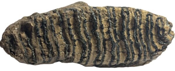 Adult mammoth tooth 1 sians emporium Adult mammoth tooth 1