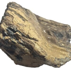 Adult mammoth tooth 3 sians emporium Adult mammoth tooth 3