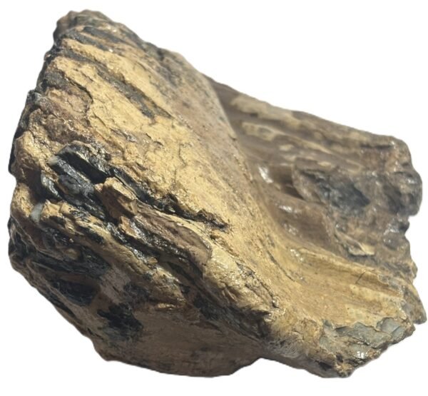 Adult mammoth tooth 3 sians emporium Adult mammoth tooth 3