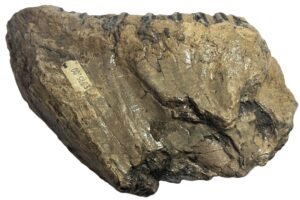 Adult mammoth tooth 4