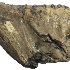 Adult mammoth tooth 4 sians emporium Adult mammoth tooth 4