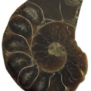 ammonite 10.1