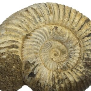 Ammonite 11 1 sians emporium Ammonite 11 1