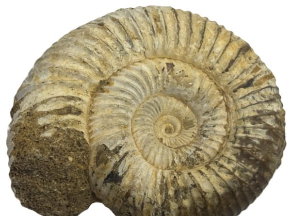 Ammonite 11 1 sians emporium Ammonite 11 1
