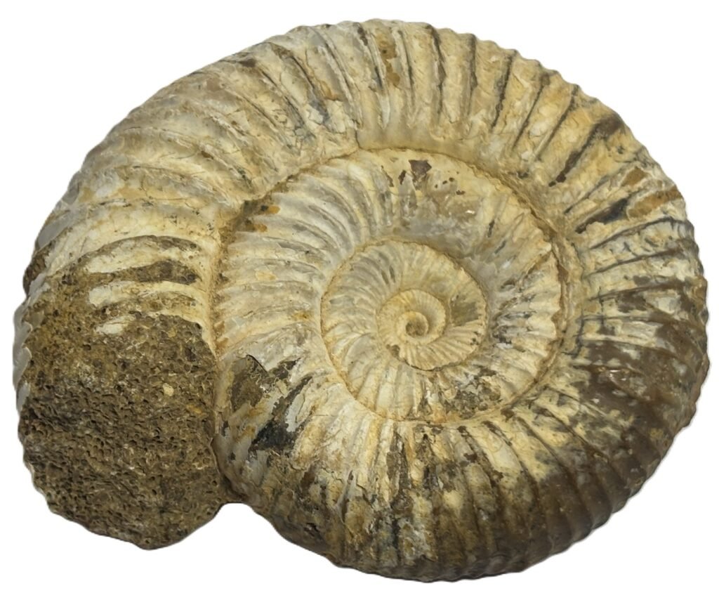 Ammonite 11 2 sians emporium Ammonite 11 2