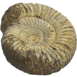 Ammonite 11 3 sians emporium Ammonite 11 3