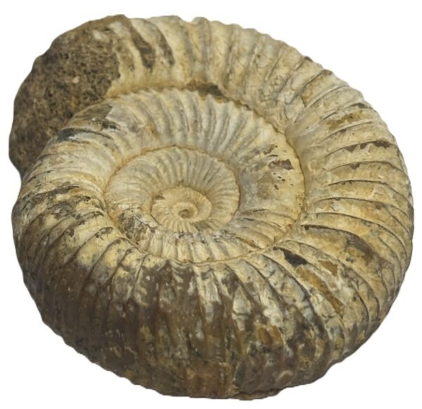 Ammonite 11 3 sians emporium Ammonite 11 3
