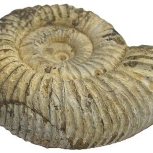 Ammonite 11 4 sians emporium Ammonite 11 4