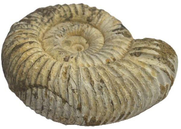 Ammonite 11 4 sians emporium Ammonite 11 4