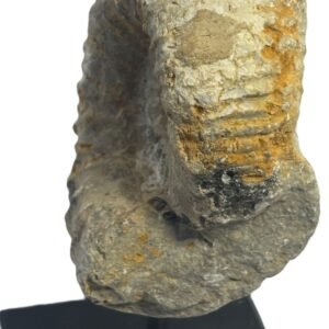 Ammonite stand 4 5 sians emporium Ammonite stand 4 5