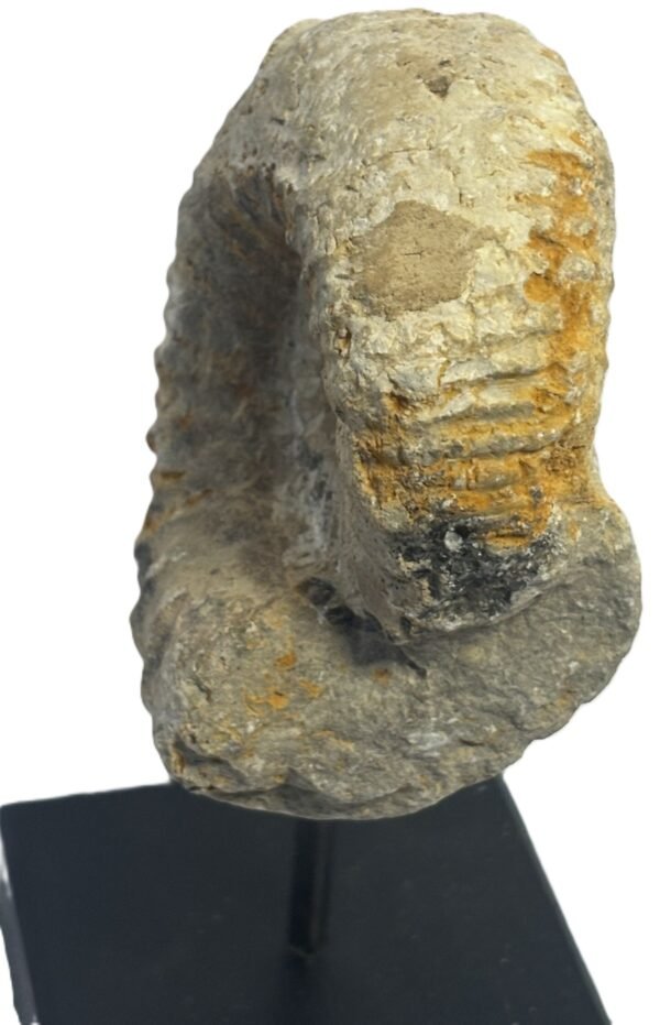 Ammonite stand 4 5 sians emporium Ammonite stand 4 5