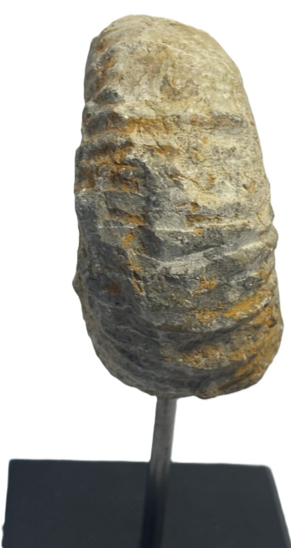 Ammonite stand 4 6 sians emporium Ammonite stand 4 6