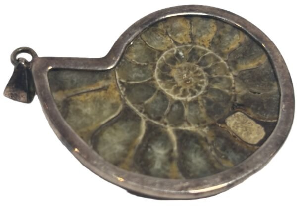 Ammonite pendant b 1 sians emporium Ammonite pendant b 1