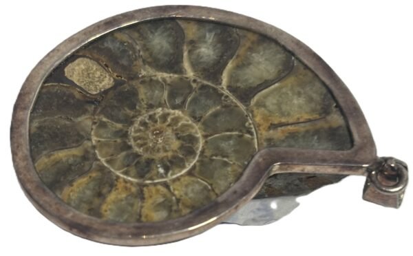 Ammonite pendant b 2 sians emporium Ammonite fossil pendant b 2