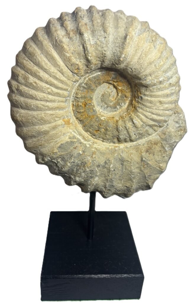 Ammonite specimen 21 sians emporium Ammonite specimen 21