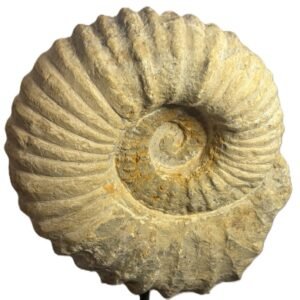 ammonite specimen 22