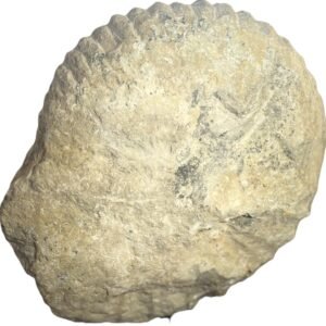 Ammonite specimen 24 sians emporium Ammonite specimen 24
