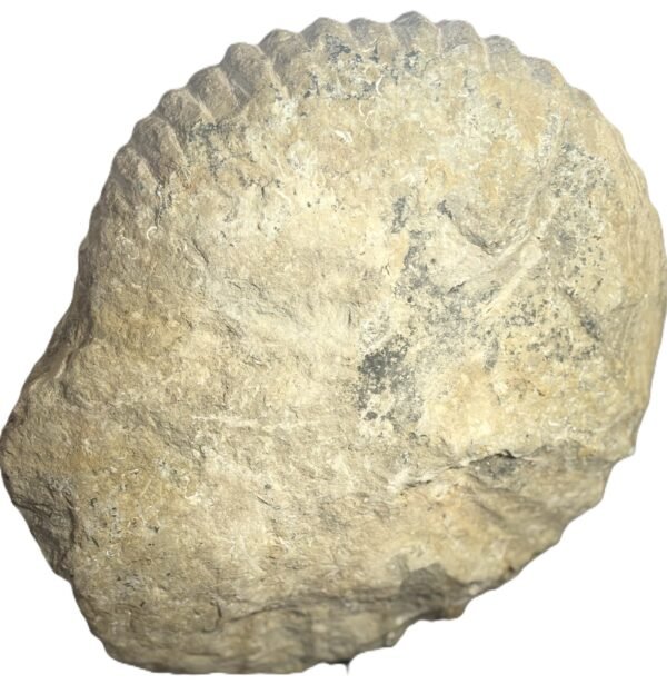 Ammonite specimen 24 sians emporium Ammonite specimen 24