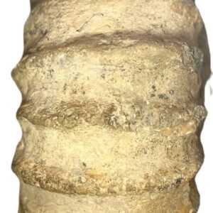Ammonite specimen 32