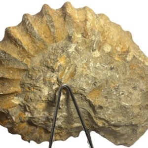 Ammonite specimen 33